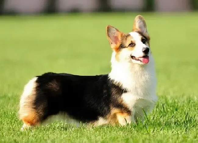柯基犬|学会正确的与柯基犬进行交流与沟通
