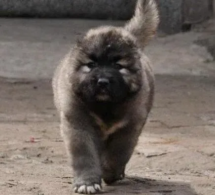 高加索犬|模仿能力是高加索犬最重要的学习本领