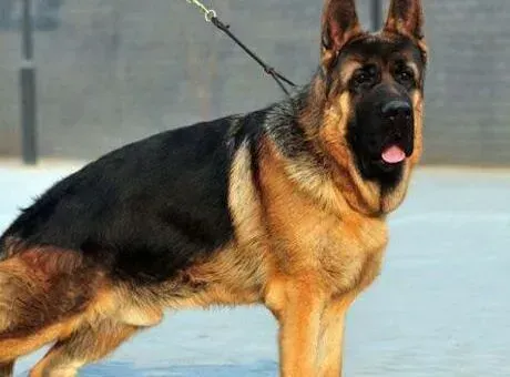 德国牧羊犬|让德国牧羊犬变得安静我来支招