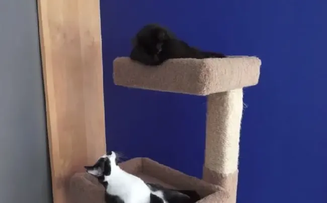 猫咪兄弟档感情超好 放弃猫搭台也要窝一起 | 猫