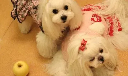 马尔济斯|饲养私家秘诀 如何喂养让马尔济斯犬健康成长