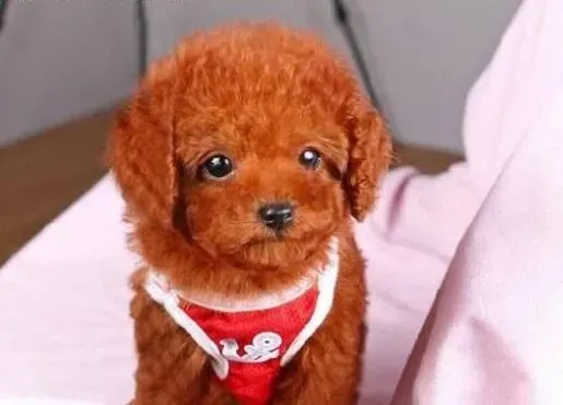 贵宾犬|贵宾犬多大年龄开始训练合适