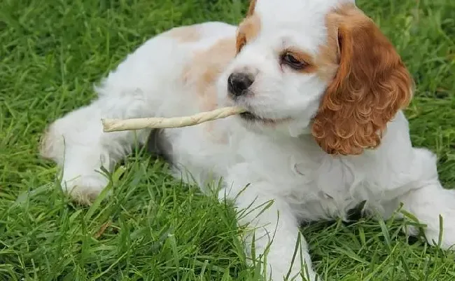 可卡犬|饲养可卡犬期间会遇到哪些日常护理问题