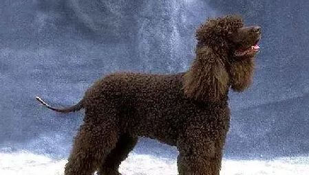 爱尔兰水猎犬的性格 气质稳定 | 爱尔兰水猎犬