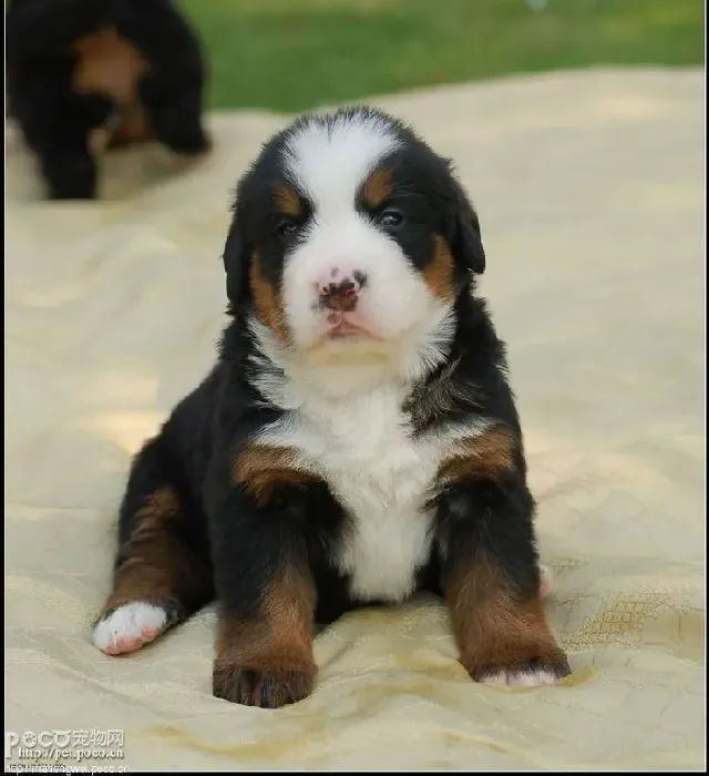 伯恩山犬|生活常识  照顾伯恩山犬有哪些误区