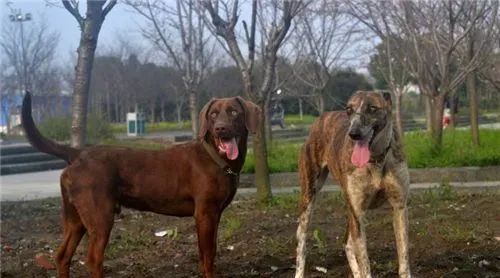 细犬和萨路基的区别 细犬与萨路基的起源 | 细犬