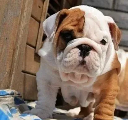 英国斗牛犬|斗牛犬配种成功 怀孕期间可不可以洗澡