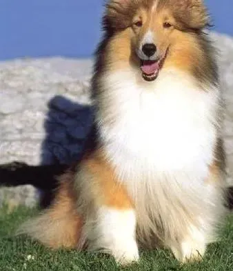 苏格兰牧羊犬|关心呵护苏格兰牧羊犬牙齿的秘诀