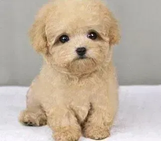 泰迪犬|新买的泰迪犬已经注射过疫苗了 还需要第二次注射吗