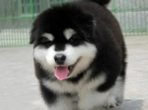 阿拉斯加犬|日常护理阿拉斯加犬的牙齿非常重要