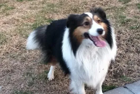 喜乐蒂牧羊犬最大能长多少斤 六至十二公斤 | 喜乐蒂牧羊犬