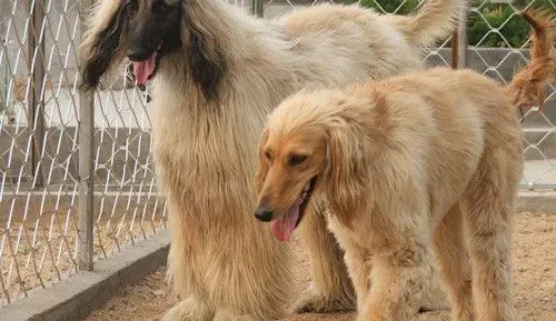 阿富汗猎犬的速度 直线奔跑速度极快 | 阿富汗猎犬