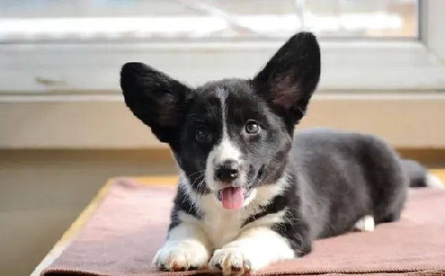 柯基犬|防患未然  柯基犬注射疫苗时要注意什么