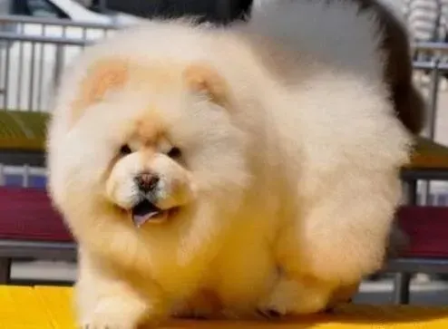 松狮犬|怎样买到最适合松狮犬吃的骨头