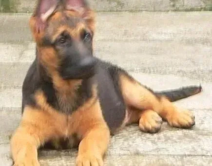 德国牧羊犬|了解跳蚤对德国牧羊犬的两大危害及消灭方法