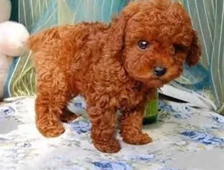 泰迪犬|五个步骤教你改善泰迪犬的泪痕
