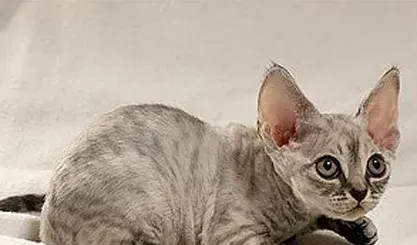 德文卷毛猫好养吗 要注意它们的饮食健康 | 德文卷毛猫