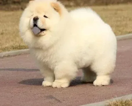 松狮犬|如何饲养松狮犬 松狮犬怎么养好