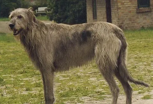 爱尔兰猎狼犬的形态特征 头颈部较长腿部较直 | 爱尔兰猎狼犬