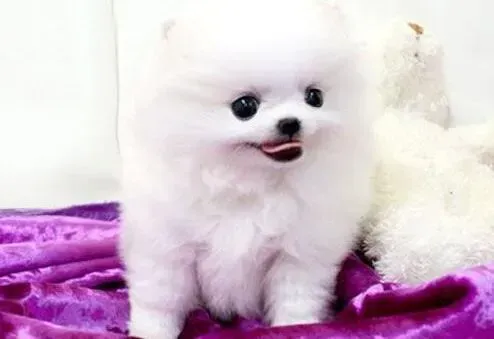 博美犬|博美犬打喷嚏咳嗽，有鼻涕没精神是怎么了