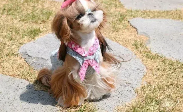 马尔济斯|为什么我的马尔济斯犬不和别的狗狗玩