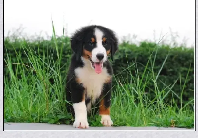 伯恩山犬|伯恩山犬什么时候注射疫苗好