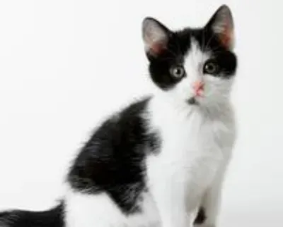 猫能吃奶油吗 猫不适应奶油中的乳糖 | 猫