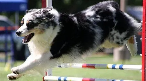 澳洲牧羊犬没尾巴吗 出生一个星期之后被剪掉 | 澳洲牧羊犬