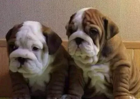 英国斗牛犬|我们可以给斗牛犬穿衣服吗