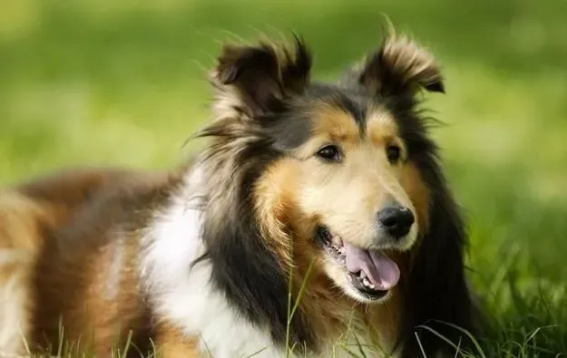 喜乐蒂牧羊犬的遗传病 喜乐蒂遗传病可以根治吗 | 喜乐蒂牧羊犬