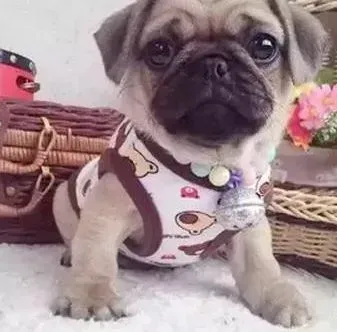 巴哥犬|怎样让巴哥犬长命百岁