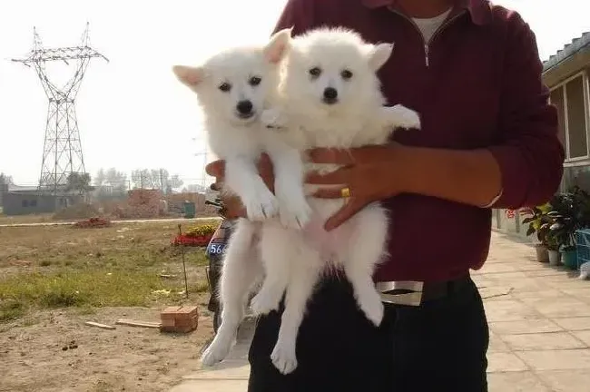 银狐犬|银狐犬这几天总拉稀怎么办 求解答