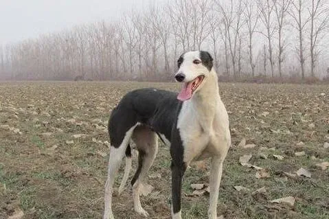 细犬和萨路基的区别 细犬与萨路基的起源 | 细犬