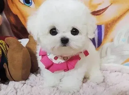 比熊犬|比熊犬患上肠胃炎后拉稀应如何调理