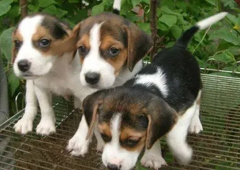 比格犬|比格犬洗完澡开始拉稀是不是着凉了