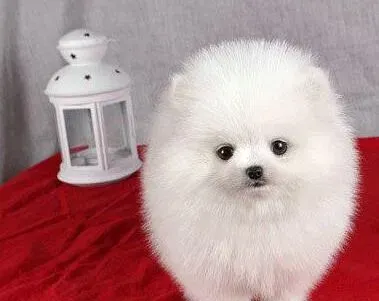 博美犬|我家博美犬最近拉稀，腿不好使这是什么情况