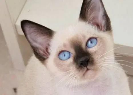 暹罗猫肚子很胀  暹罗猫肚子胀怎么回事 | 暹罗猫