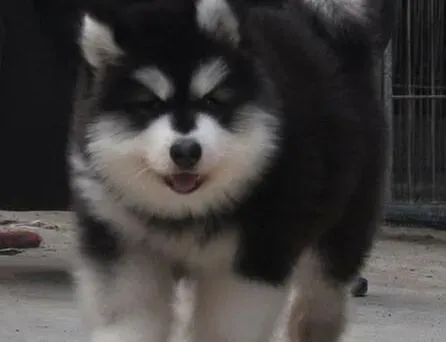 阿拉斯加犬|阿拉斯加犬鼻塞流鼻涕这是怎么回事