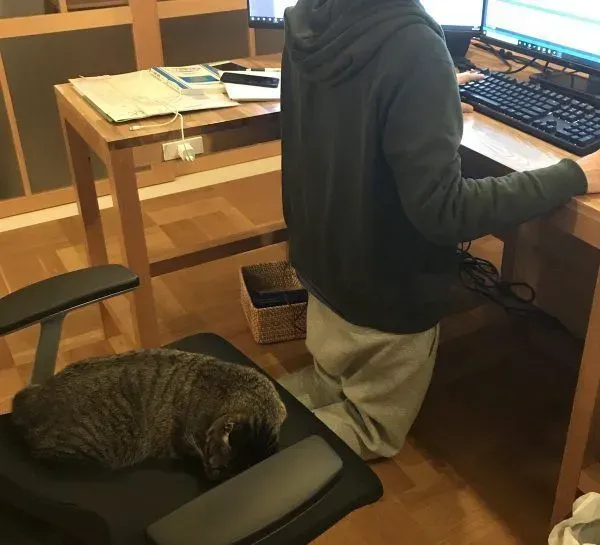 想要跟猫主子一起上班 现实根本不是一回事啊 | 猫