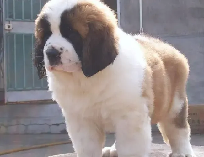 圣伯纳犬|禁止在周末让圣伯纳犬过度运动