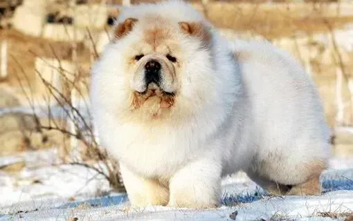 松狮犬|狗狗美容小提醒 给松狮犬做美容一定不能忽视的方面