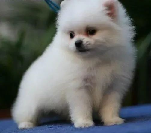 银狐犬|银狐犬发情时会有什么表现和异常反应
