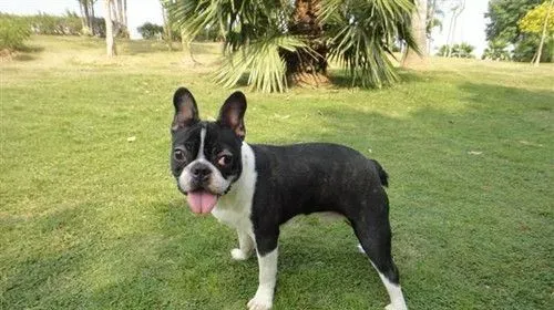 波士顿梗犬的价位 波士顿梗犬饲养注意事项 | 波士顿梗犬