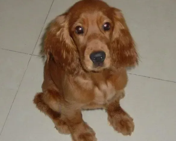 可卡犬|可卡犬在感冒的时候的症状与治疗方法