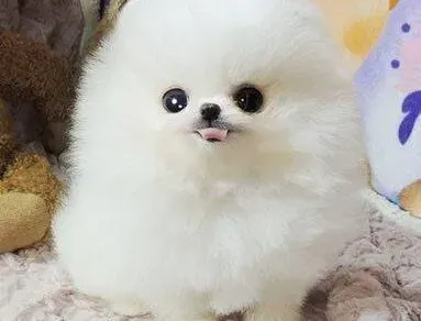 博美犬|如何避免博美犬受到螨虫的伤害