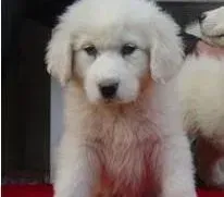 大白熊犬|大白熊犬能经常走水泥路吗