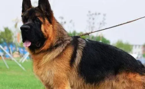 德国牧羊犬|德国牧羊犬最近呕吐，拉肚子吃什么药物好