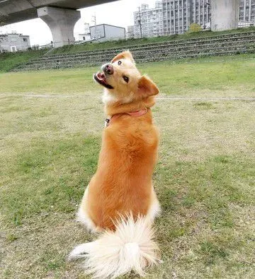 每天都在床边等马麻起床 发现马麻睁眼就开心摇尾巴