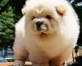松狮犬|阻止松狮犬捡食习惯的四种有效方法