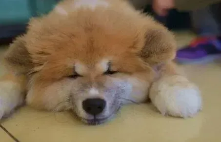 秋田犬|魅力狗狗不可挡 饲养秋田犬的细节要点有哪些